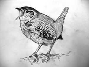 Zeichnen, Vogelstudien, Jahrgang 7