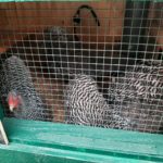 Gast-Hühner besuchen die Waldschule